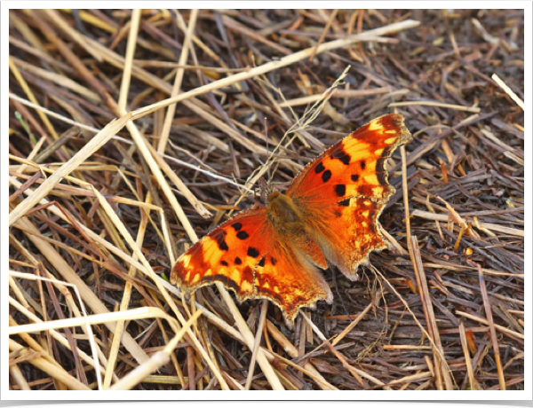 Hoary Comma